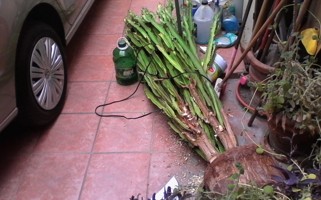Fallen Cactus